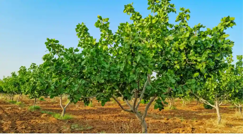 Pistachio trees in the farm