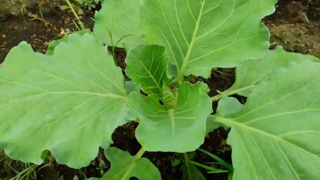 Planting red cabbage