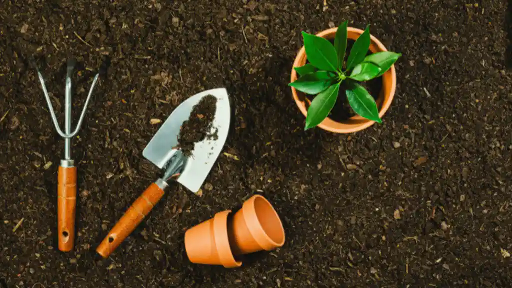Potted plant in the soil