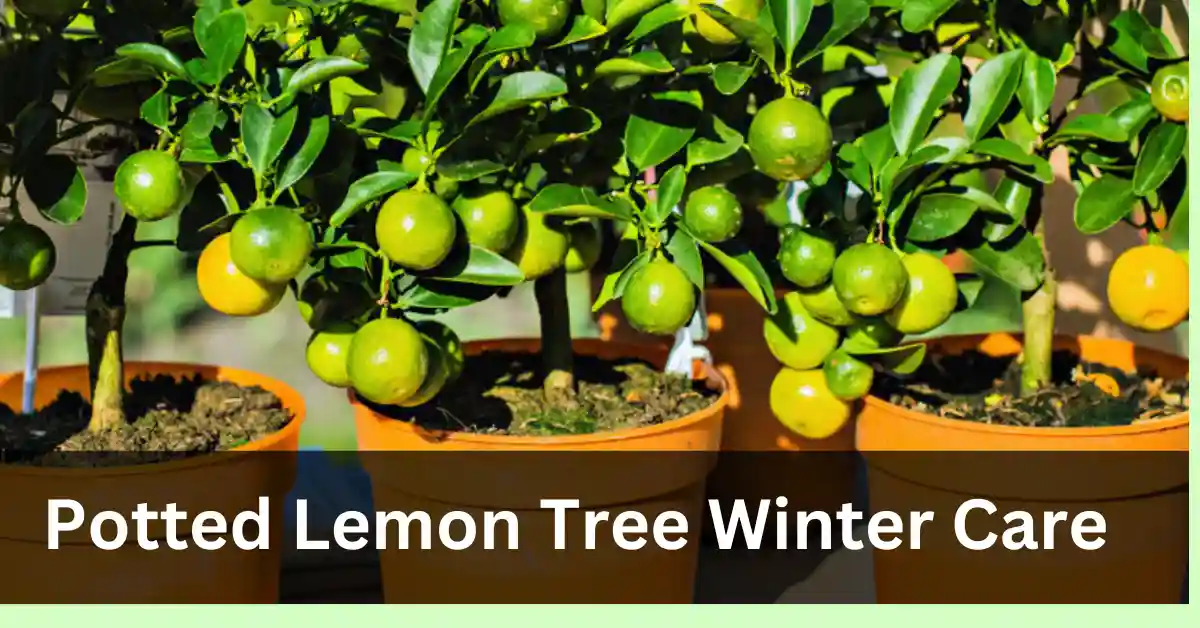 Potted lemon tree