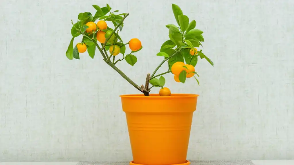 Potted lemon tree in artificial lighting