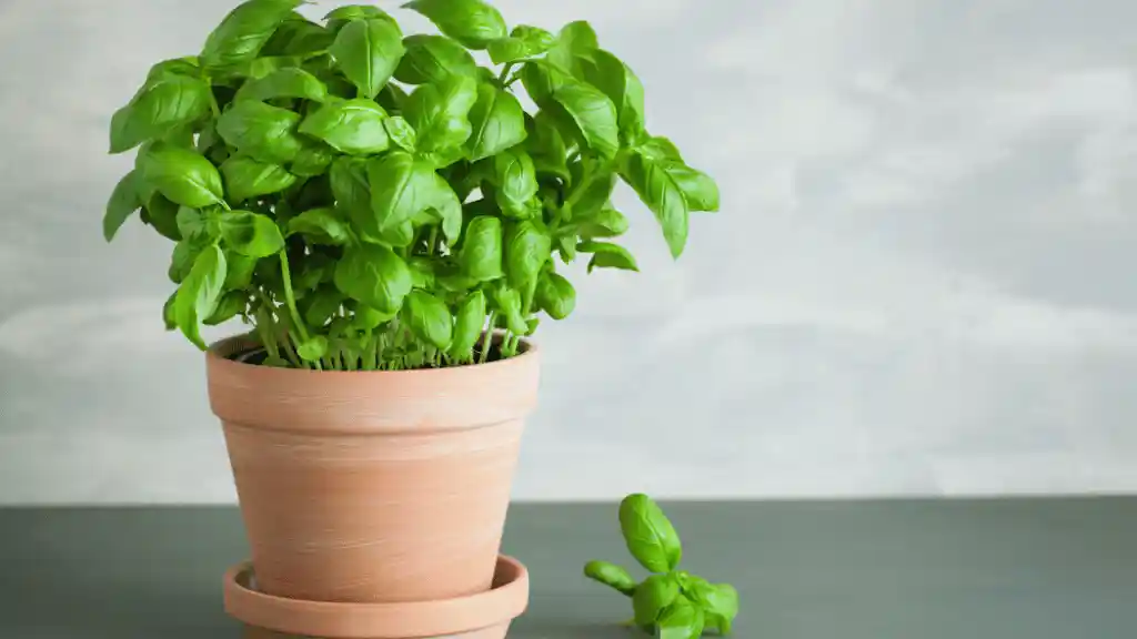 Potting rooted basil cuttings
