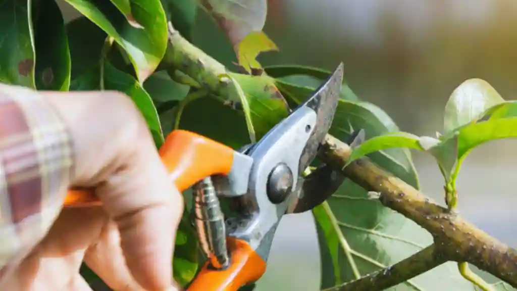 Top 5 Fruit Farming Tips to Grow a Bountiful Harvest Pruning tree by hand
