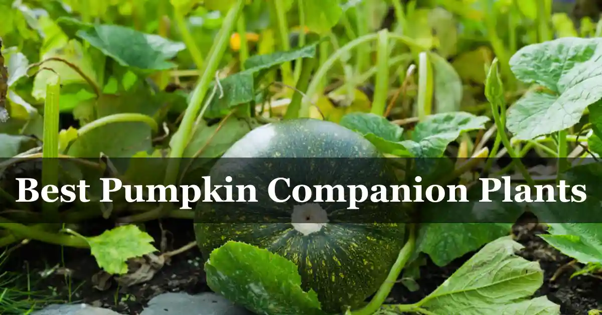 Pumpkin companion plants