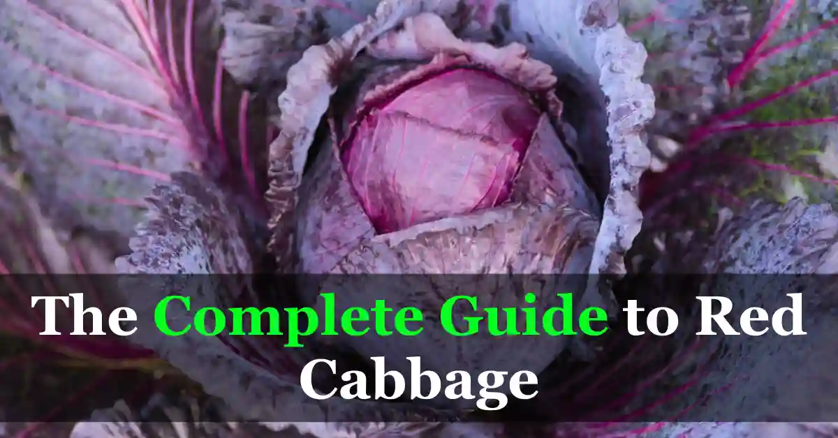 Growing red cabbage