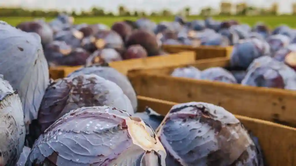 Harvested red cabbages on the wooden box