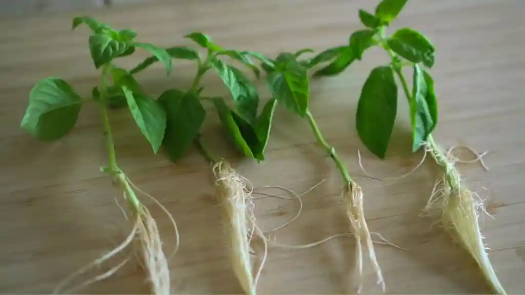 Rooting basil cuttings