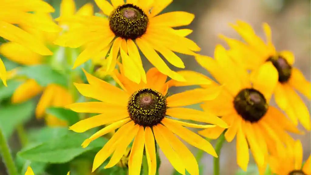 Rudbeckia hirta bloom yellow flower