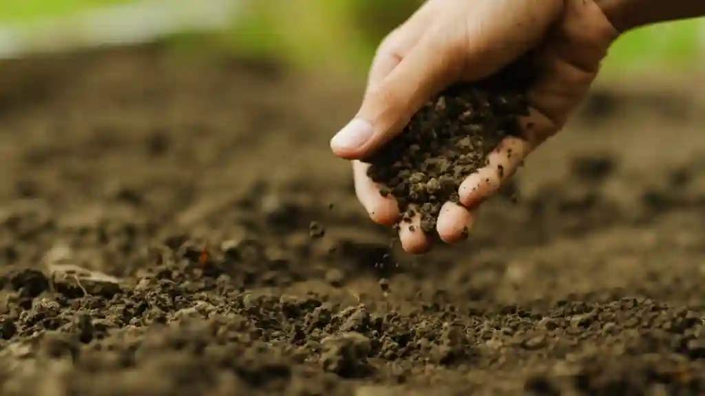Top 5 Fruit Farming Tips to Grow a Bountiful Harvest Soil testing for fruit farming