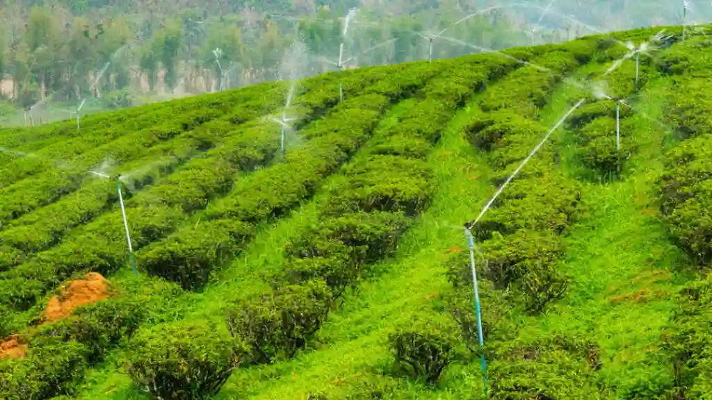 Benefits of Sprinkler Irrigation Over-Drip Irrigation System Sprinkler system installed in sloped lawns