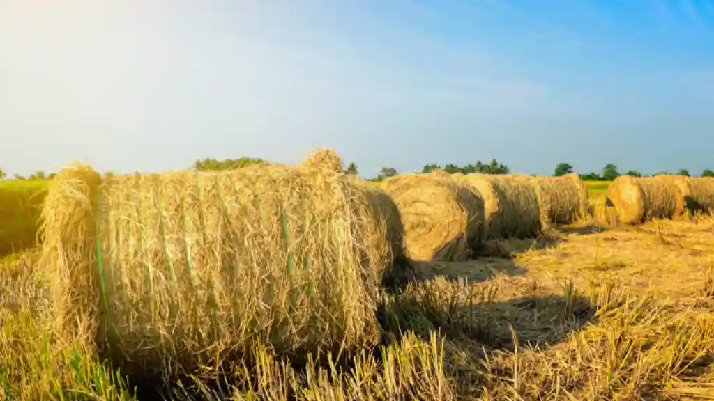 Straw roll on the field