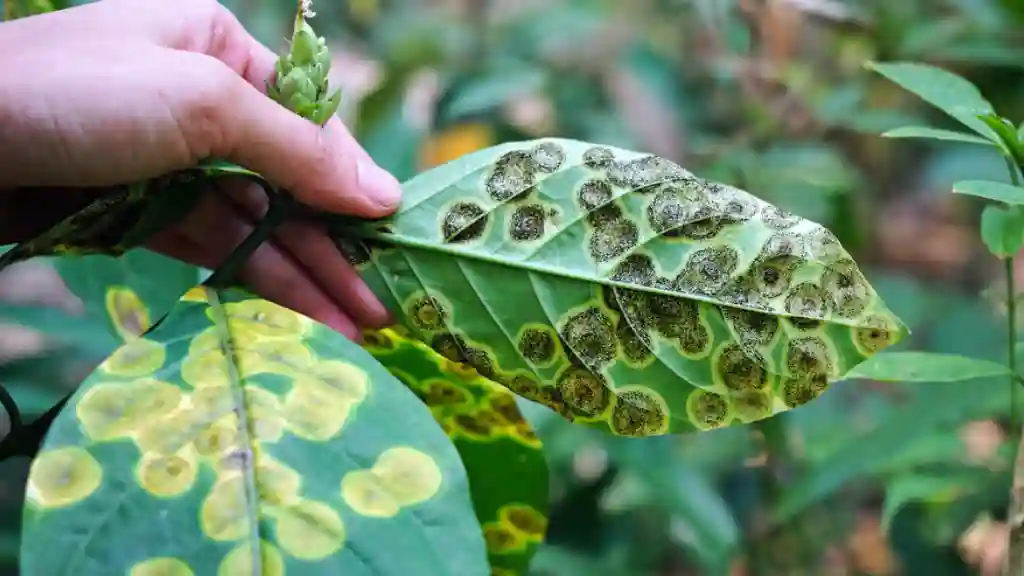 Top 5 Fruit Farming Tips to Grow a Bountiful Harvest Inspecting tree disease