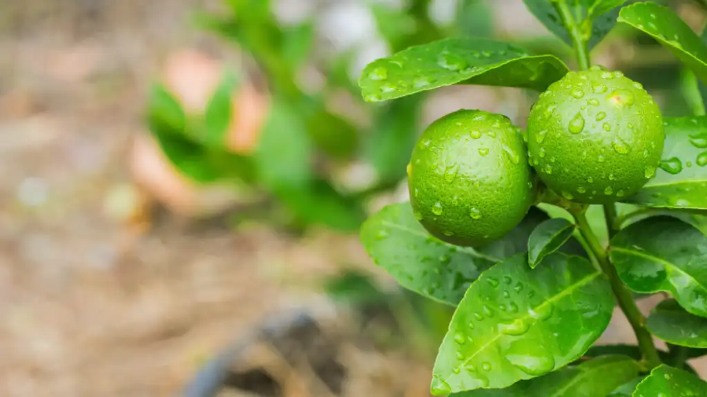 Watering potted lemon tree