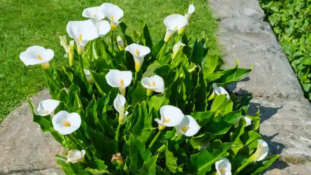 Zantedeschia lilies