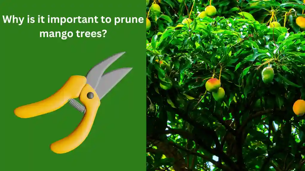 Properly Prune a Mango Tree in Florida: Expert Tips