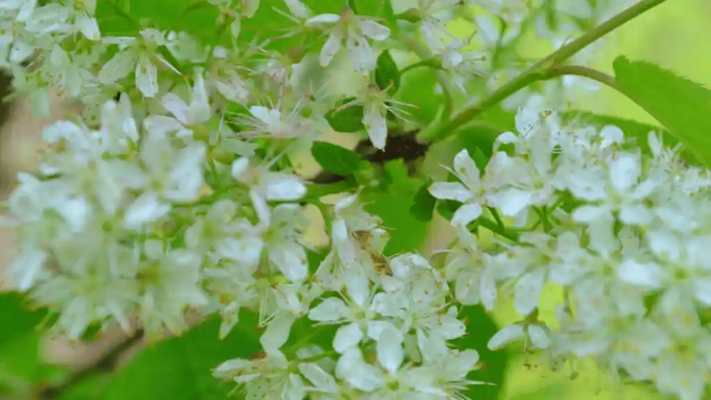 Amur cherry bloom