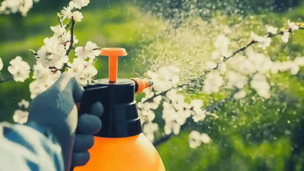 Caring flowering cherry trees