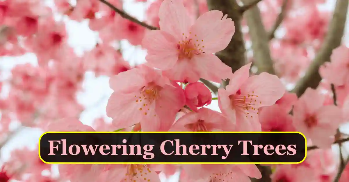 Flowering cherry trees