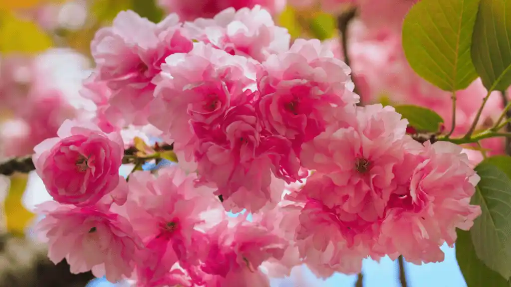 Kwanzan Cherry bloom
