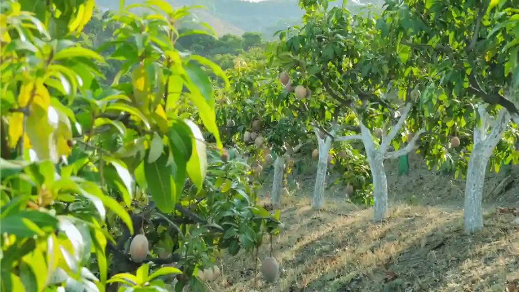 Keitt Mango Growing Conditions: Everything You Need to Know Maintaining Mature Keitt Mango Trees
