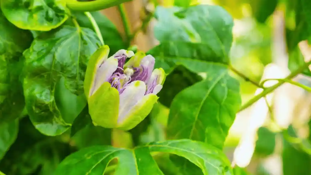 Growing Passion Fruit: The Ultimate Guide Passion fruit flowering