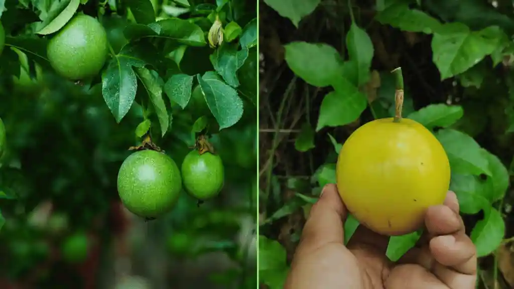 Growing Passion Fruit: The Ultimate Guide Passion fruit fruiting & harvesting