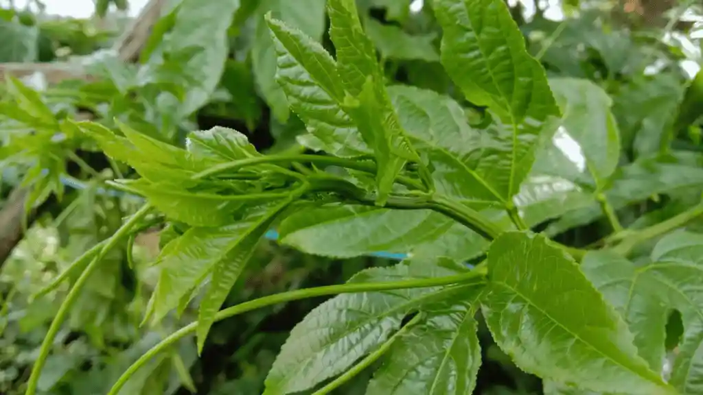 Growing Passion Fruit: The Ultimate Guide Passion fruit vines