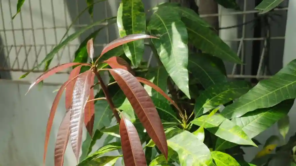 Keitt Mango Growing Conditions: Everything You Need to Know Planting and Caring for Young Keitt Mango Trees