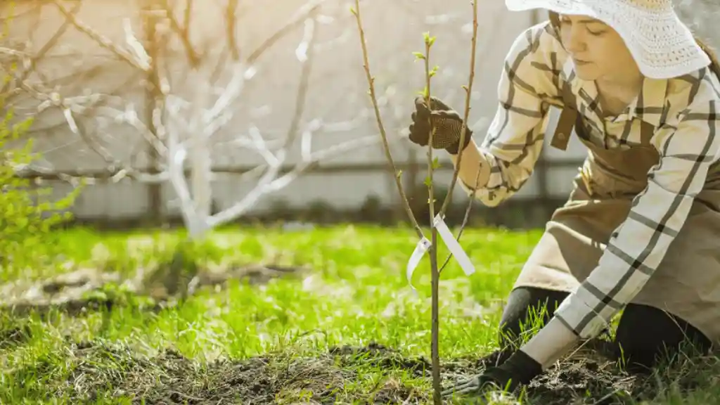 Planting flowering cherry trees