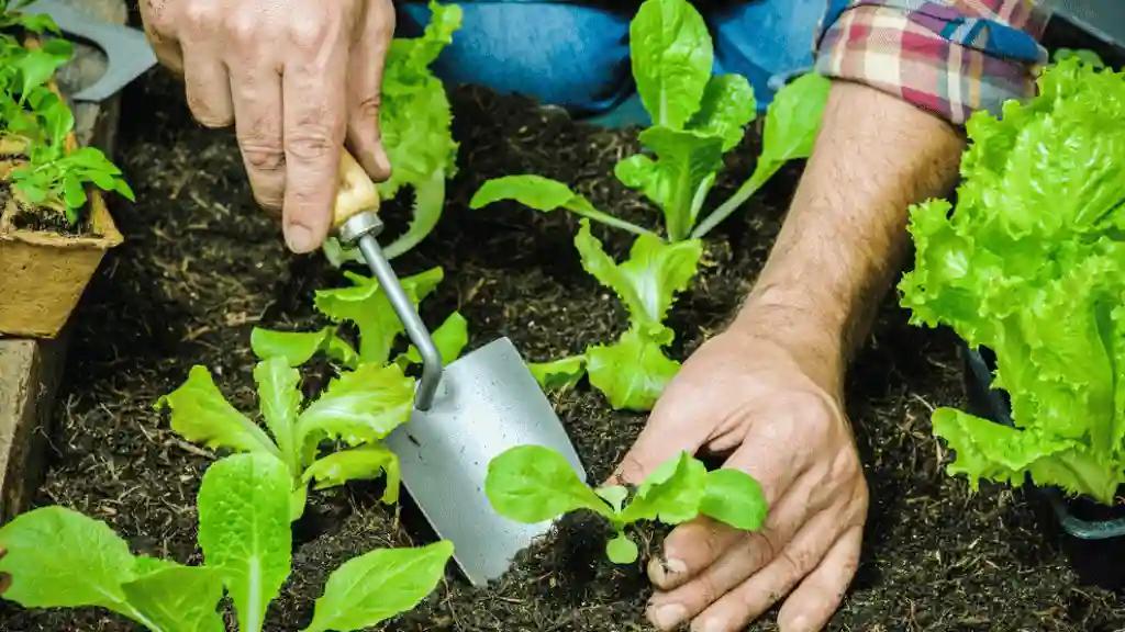 Planting outdoors