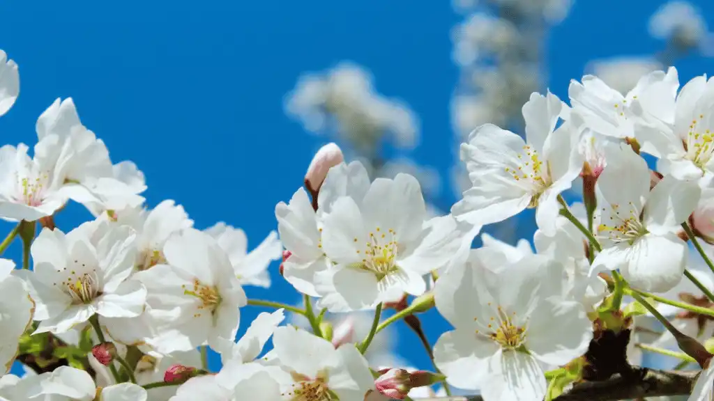 Somei-Yoshino Cherry bloom