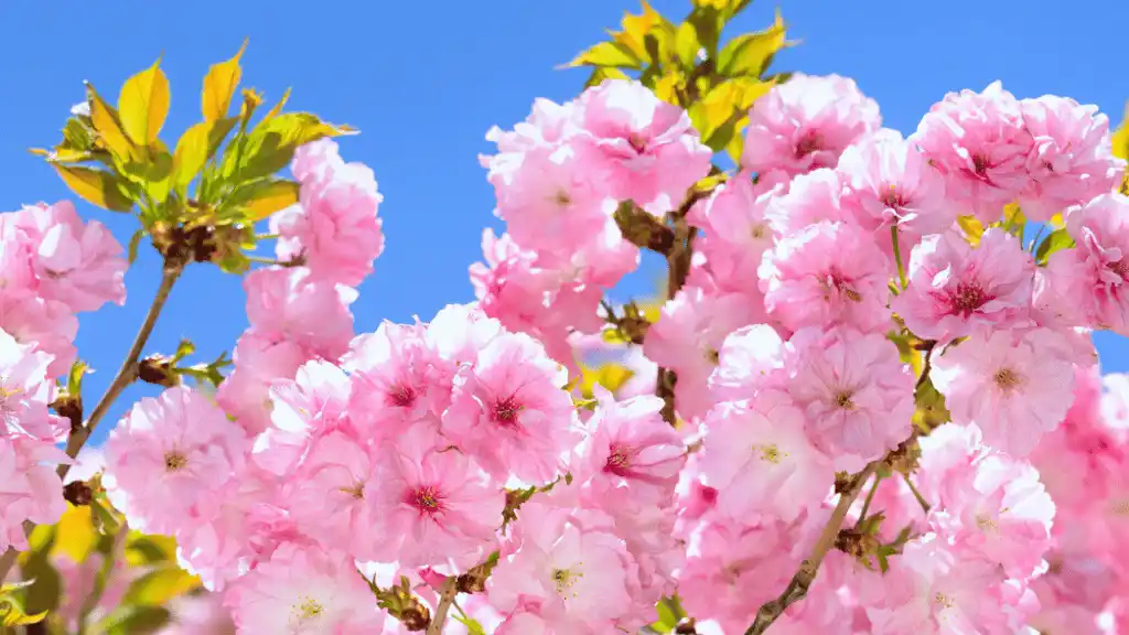 Yaezakura Cherry bloom
