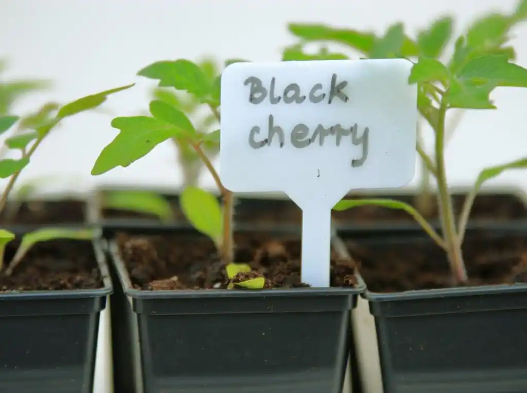 Black Cherry Tomatoes Seedlings