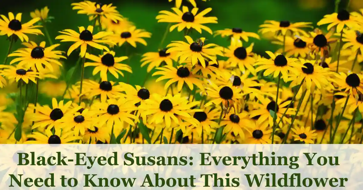 Black-Eyed Susans Flower