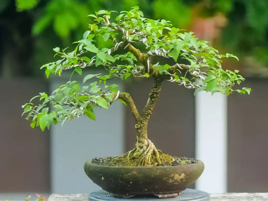 Bonsai Tree