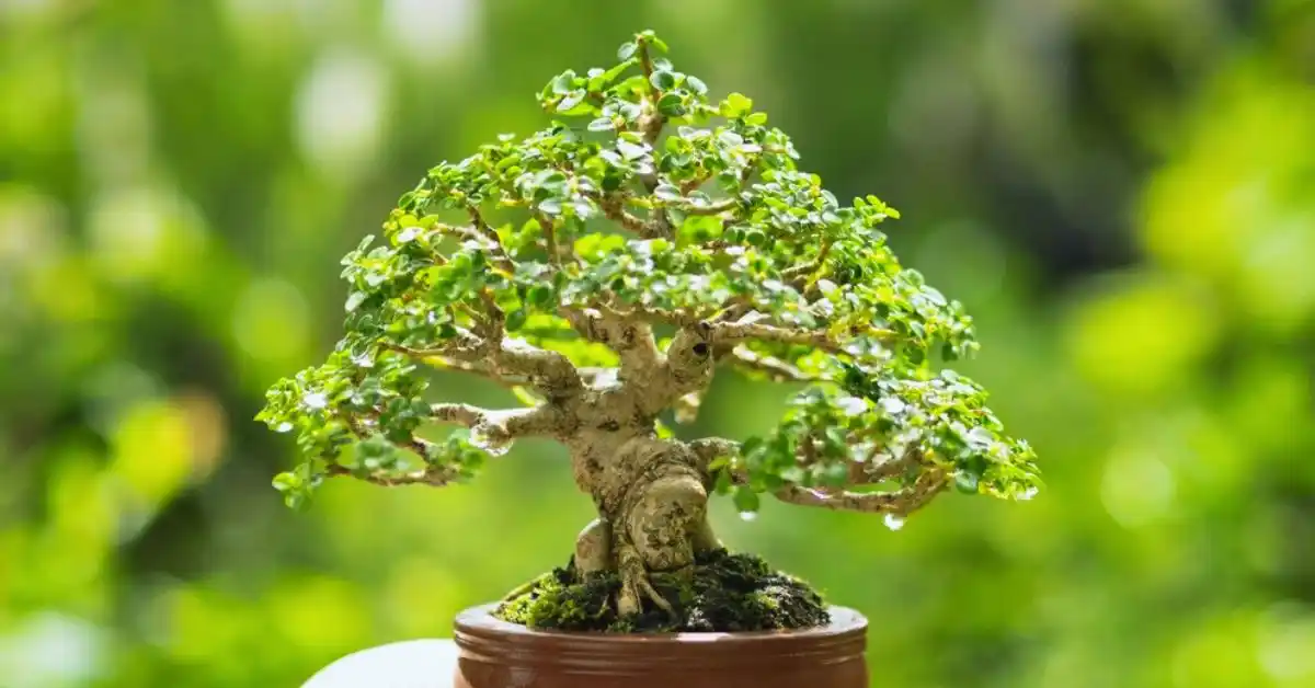 Best Bonsai Tree for Beginners