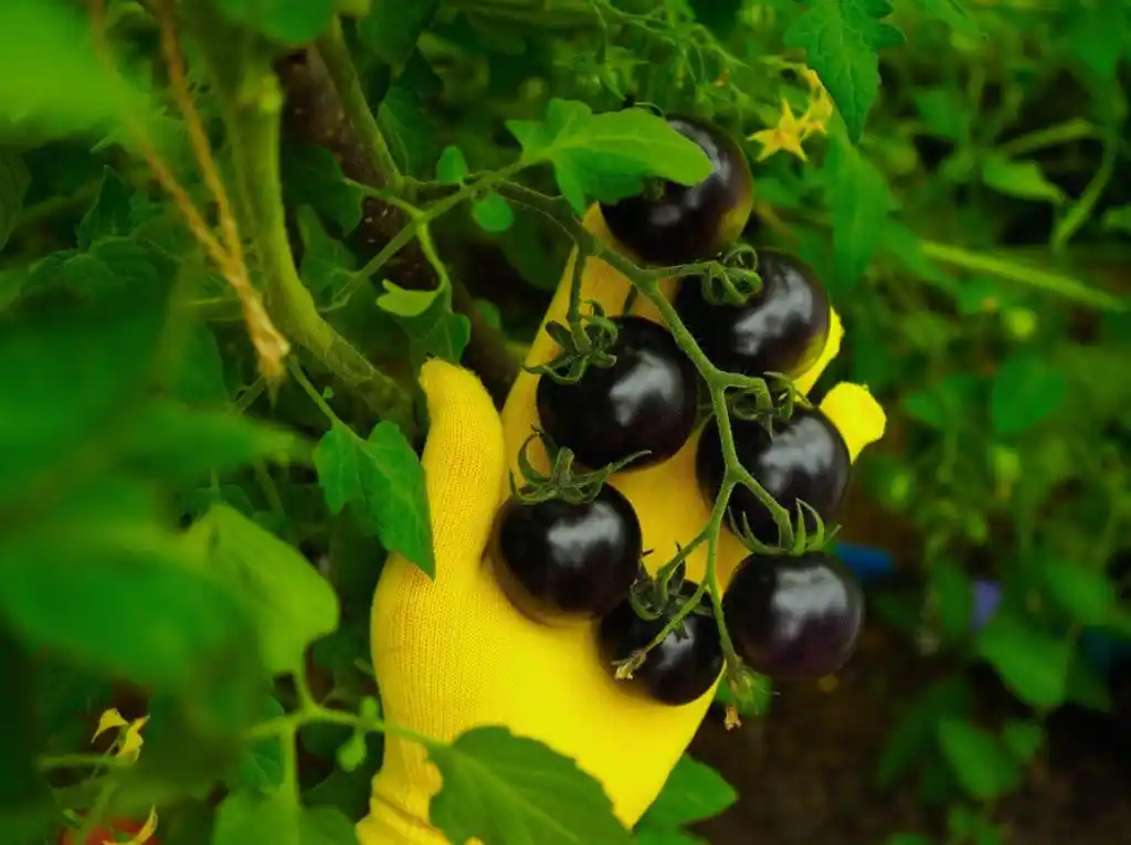Caring Black Cherry Tomatoes