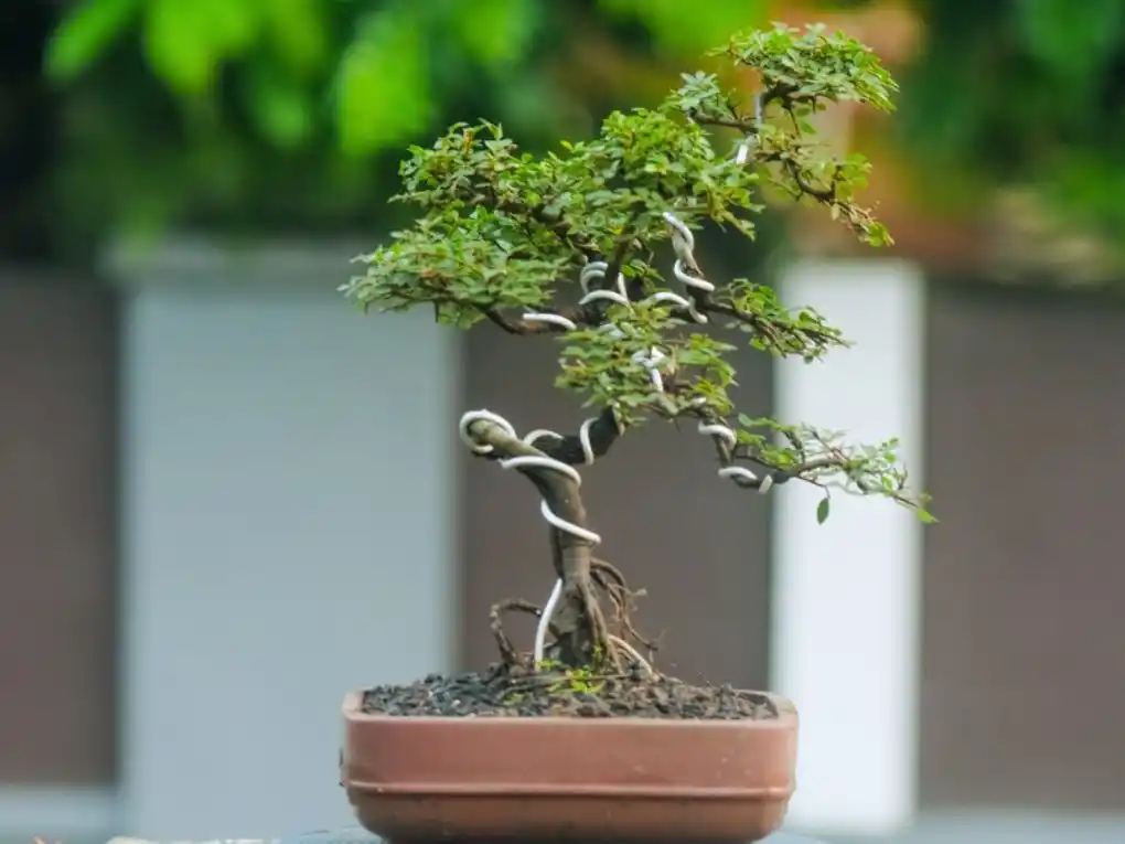 Chinese Elm Bonsai tree