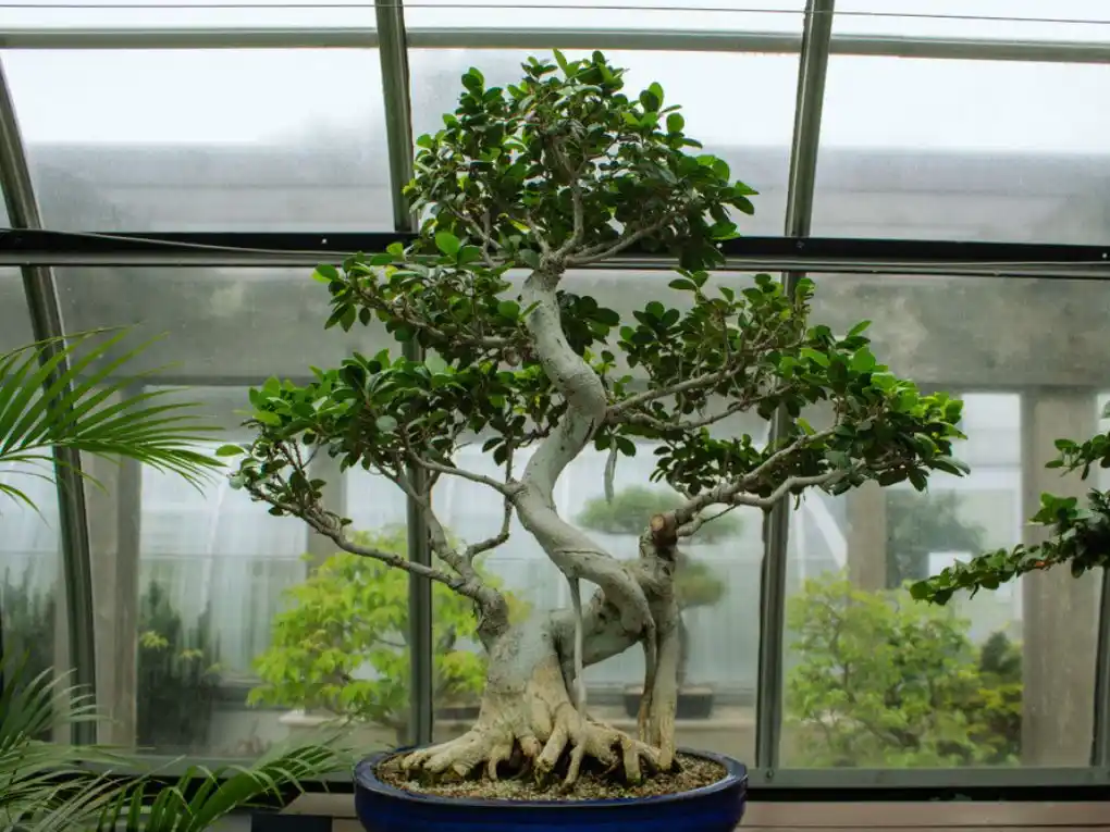 Ficus Bonsai tree
