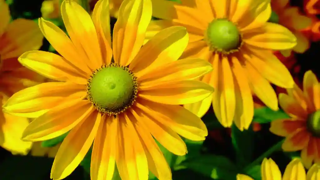 Green-Eyed Susan