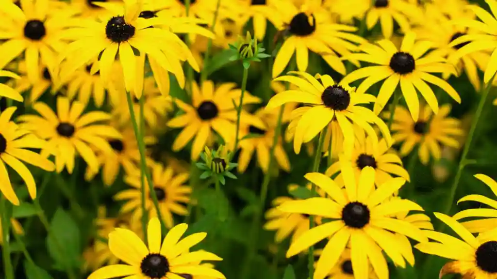 Growing Black-Eyed Susans