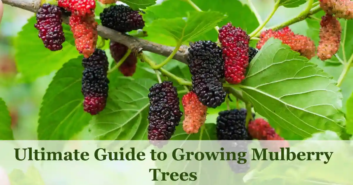 Growing Mulberry Trees