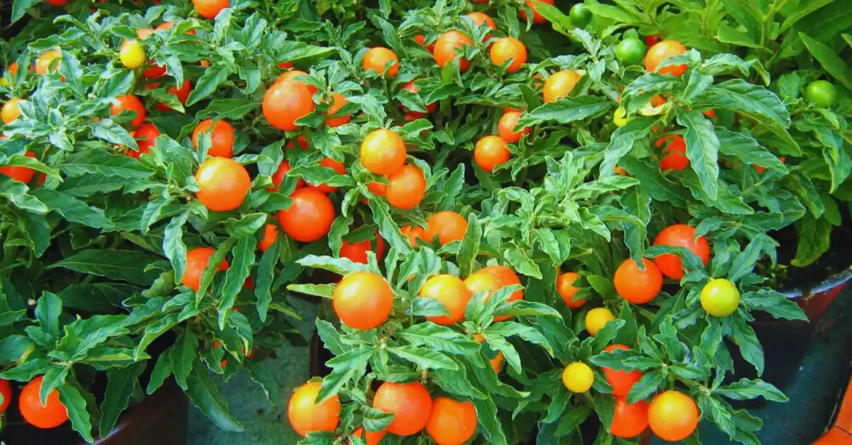 Growing cherry tomatoes in pots