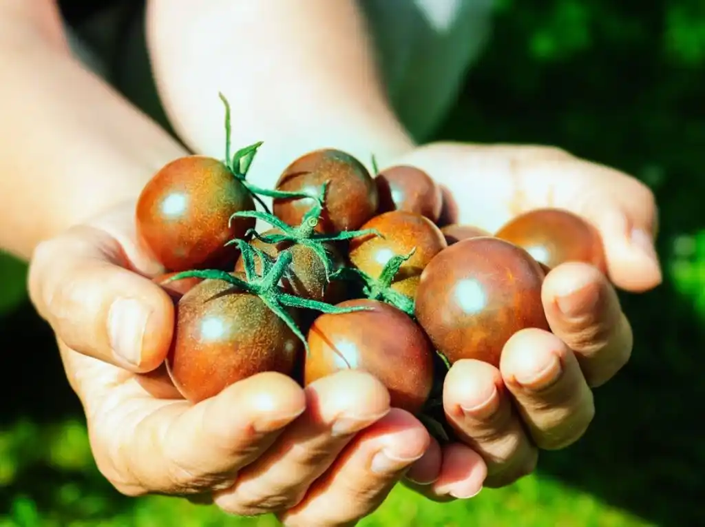 Harvesting Black Cherry Tomatoes