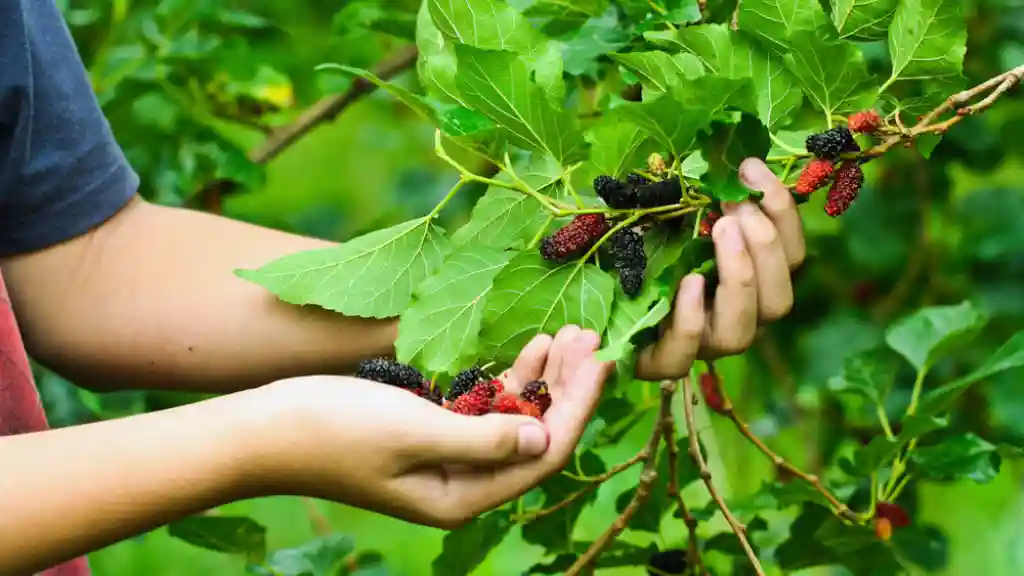 Harvesting Mulberry fruit by hand