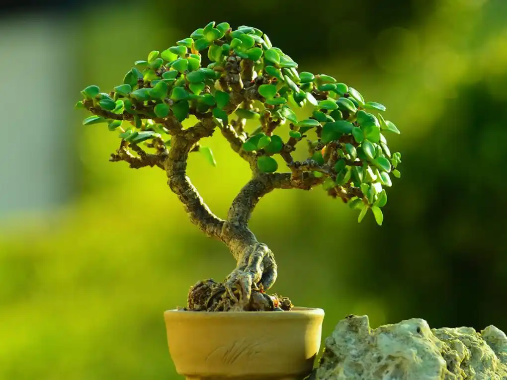 Jade Bonsai tree