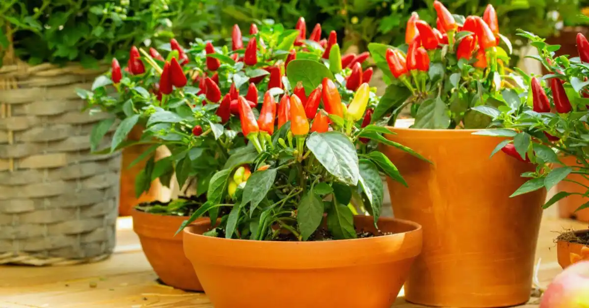 Growing jalapenos in containers
