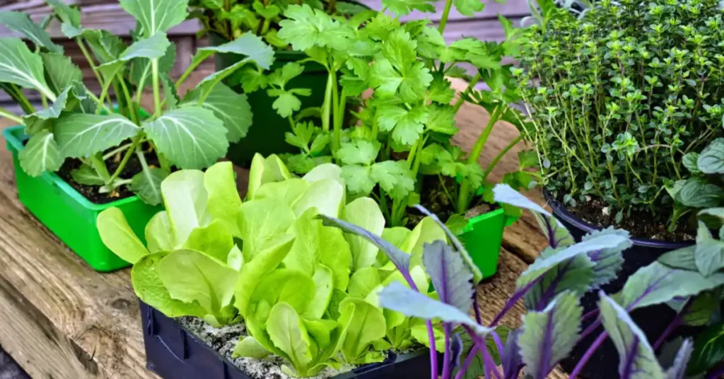 Mint companion with cabbage