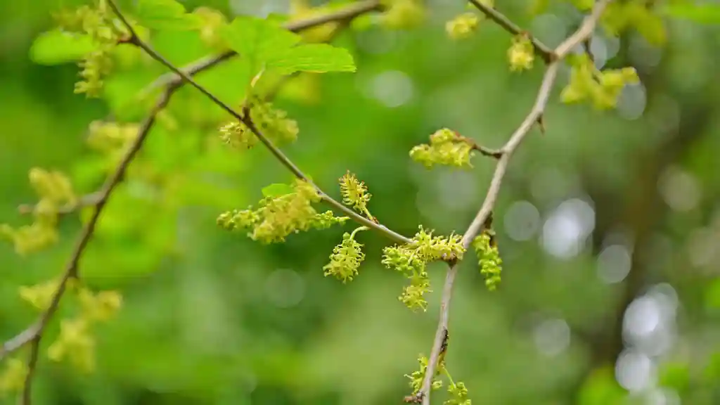 Mulberry Flowering Stage