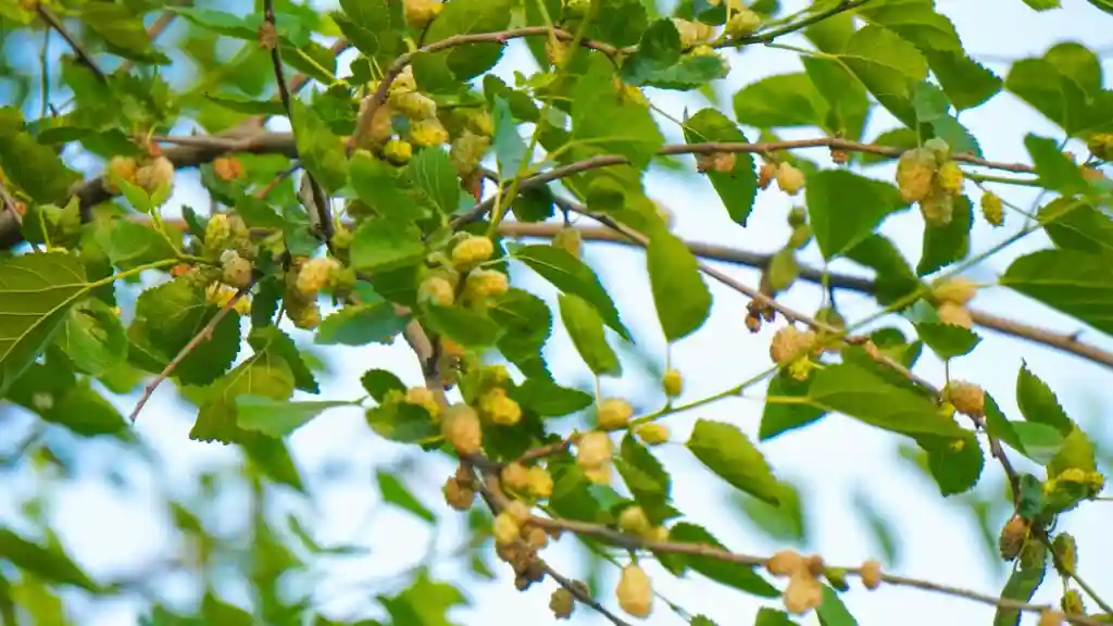 Mulberry Fruit